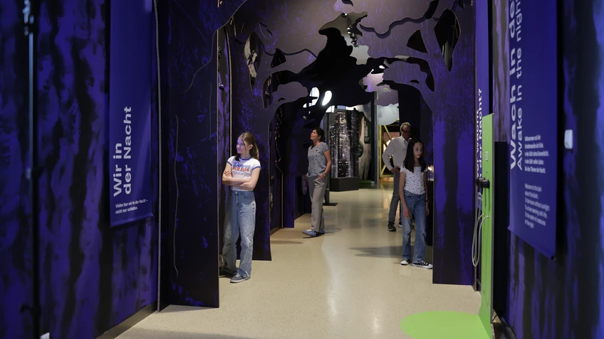 Museumstour "Tiere der Nacht"